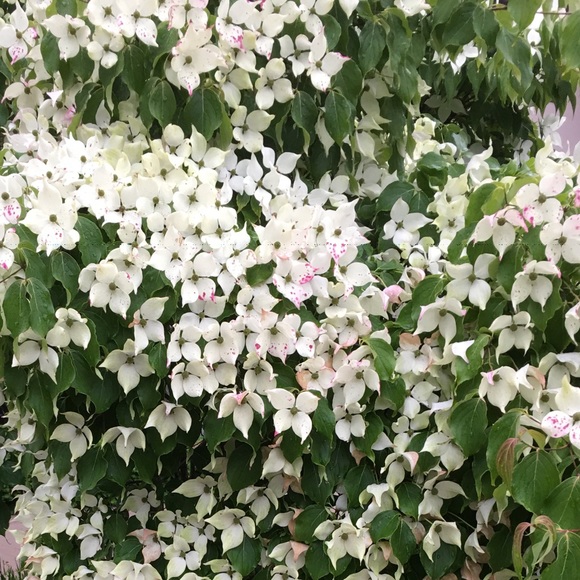 Meet your Posher, Debra - Picture 1 of 1